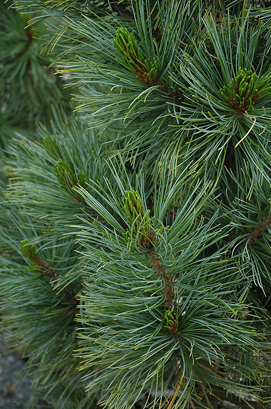 Algonquin Pillar Swiss Stone Pine (Pinus cembra 'Algonquin Pillar') at Oakland Nurseries Inc
