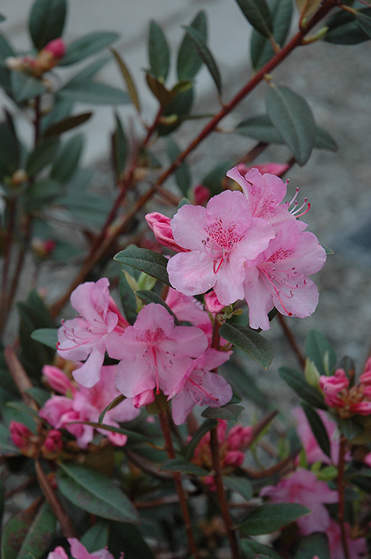 Aglo Rhododendron (Rhododendron 'Aglo') at Oakland Nurseries Inc