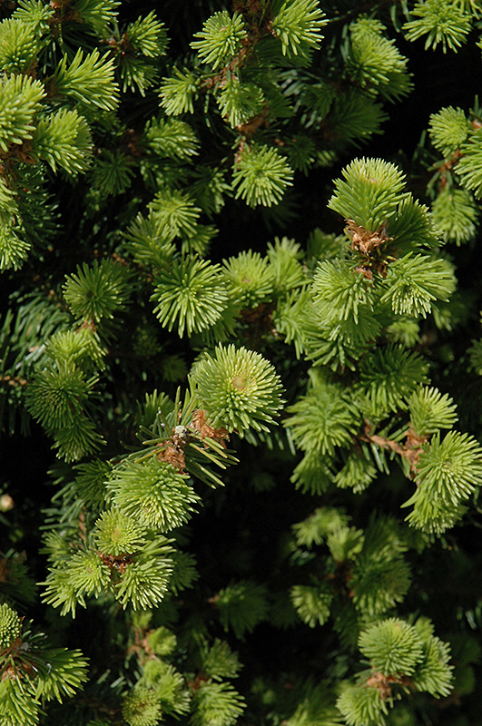 Sherwood Compact Norway Spruce (Picea abies 'Sherwood Compact') at Oakland Nurseries Inc