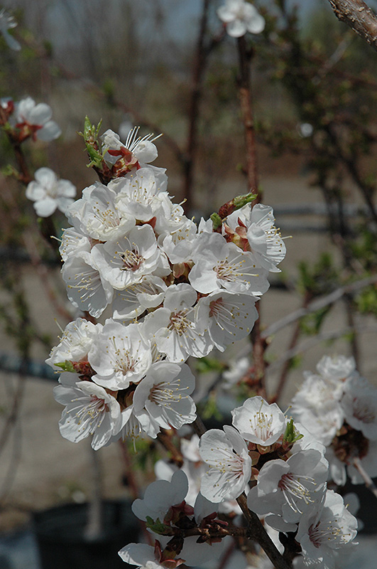 Sungold Apricot (Prunus 'Sungold') at Oakland Nurseries Inc