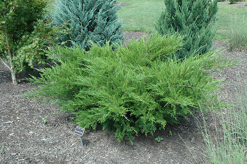 Sea Green Juniper (Juniperus chinensis 'Sea Green') at Oakland Nurseries Inc