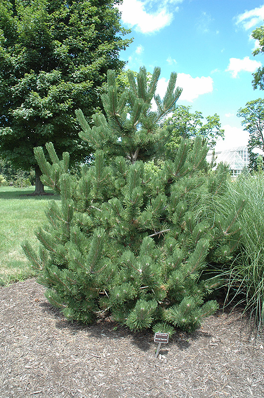 Oregon Green Austrian Pine (Pinus nigra 'Oregon Green') at Oakland Nurseries Inc