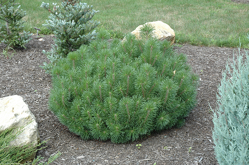 When should I trim my mugo pine?