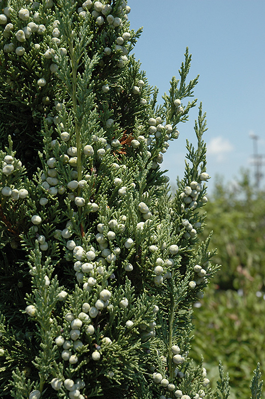 Trautman Juniper (Juniperus chinensis 'Trautman') at Oakland Nurseries Inc