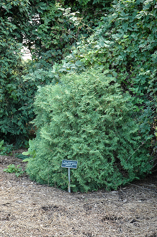 Sherwood Moss Arborvitae (Thuja occidentalis 'Sherwood Moss') at Oakland Nurseries Inc