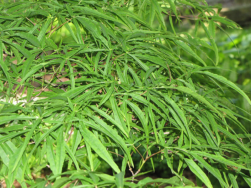 Linearilobum Japanese Maple (Acer palmatum 'Linearilobum') at Oakland Nurseries Inc