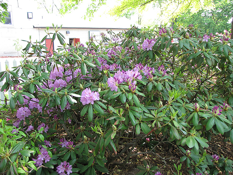 Maxecat Rhododendron (Rhododendron 'Maxecat') at Oakland Nurseries Inc