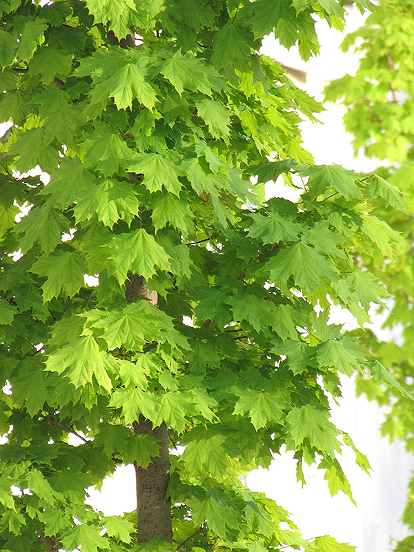 Columnar Norway Maple (Acer platanoides 'Columnare') at Oakland Nurseries Inc