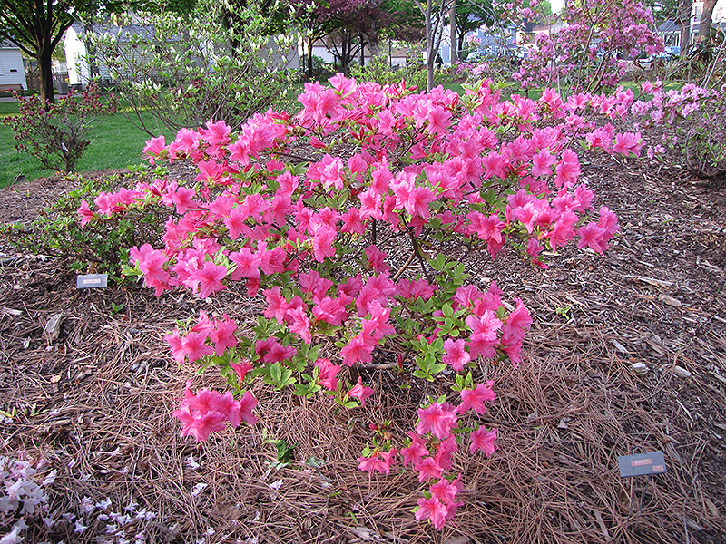 Boudoir Azalea (Rhododendron 'Boudoir') at Oakland Nurseries Inc