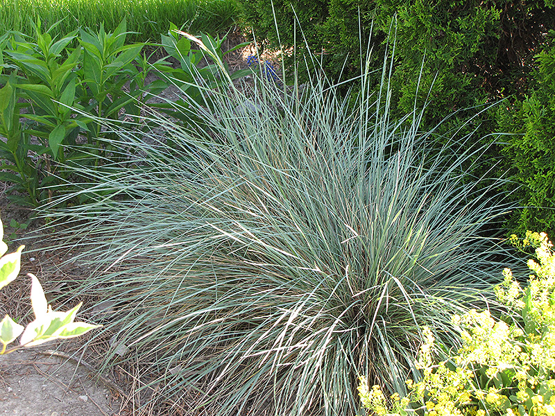 Sapphire Blue Oat Grass (Helictotrichon sempervirens 'Sapphire') at Oakland Nurseries Inc