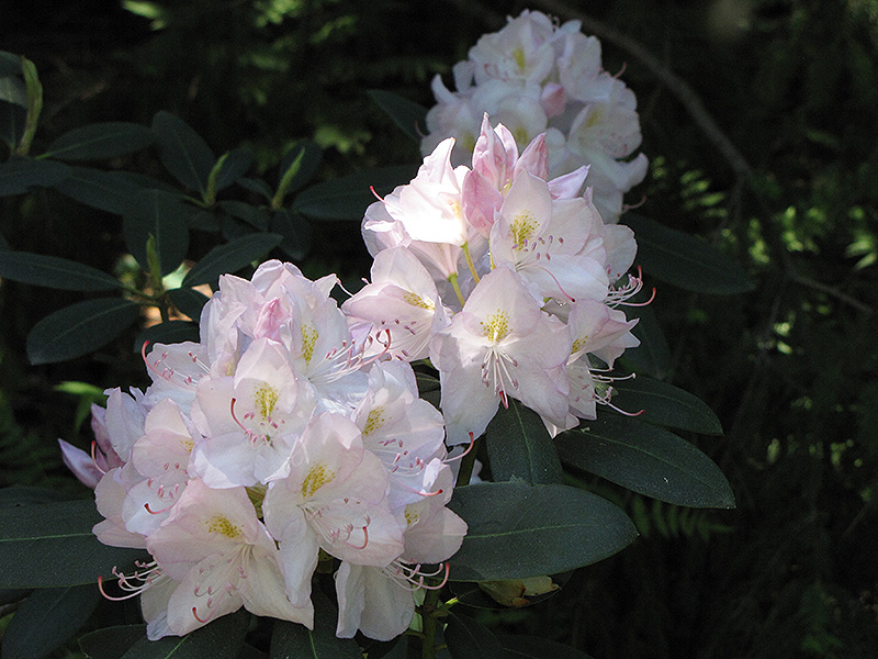 White Catawba Rhododendron (Rhododendron catawbiense 'Album') at Oakland Nurseries Inc