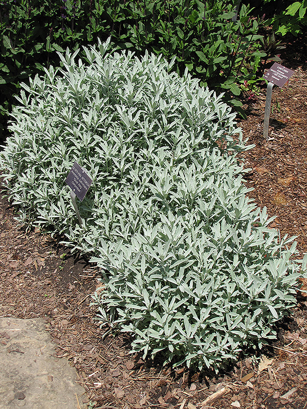 Silver King Artemesia (Artemisia ludoviciana 'Silver King') at Oakland Nurseries Inc