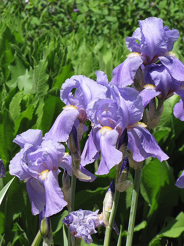 Golden Variegated Sweet Iris (Iris pallida 'Aureovariegata') at Oakland Nurseries Inc