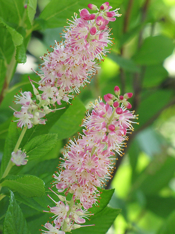Ruby Spice Summersweet (Clethra alnifolia 'Ruby Spice') at Oakland Nurseries Inc