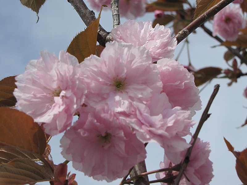 Japanese Flowering Cherry (Prunus serrulata) at Oakland Nurseries Inc