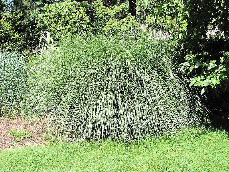 Yaku Jima Dwarf Maiden Grass (Miscanthus sinensis 'Yaku Jima') at Oakland Nurseries Inc