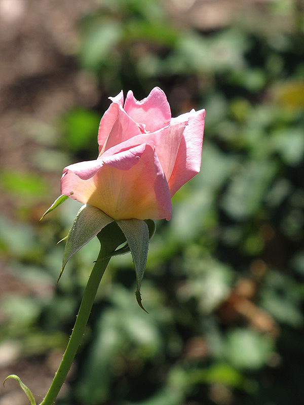 growing tiffany roses