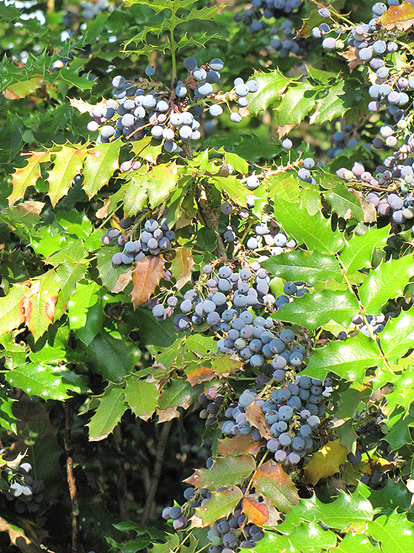 Oregon Grape (Mahonia aquifolium) at Oakland Nurseries Inc