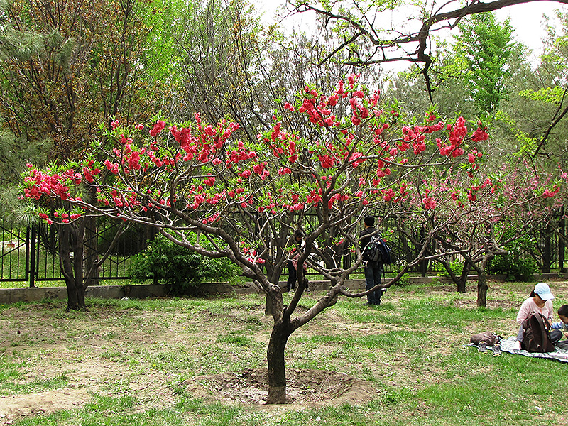 Double Red Flowering Peach (Prunus persica 'Double Red') at Oakland Nurseries Inc