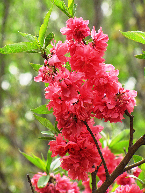 Double Red Flowering Peach (Prunus persica 'Double Red') at Oakland Nurseries Inc