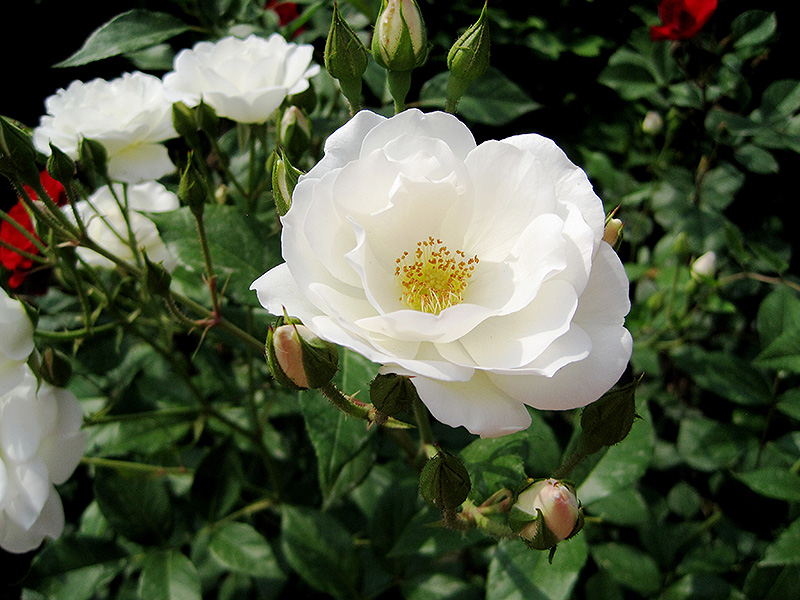 White Simplicity Rose (Rosa 'White Simplicity') at Oakland Nurseries Inc