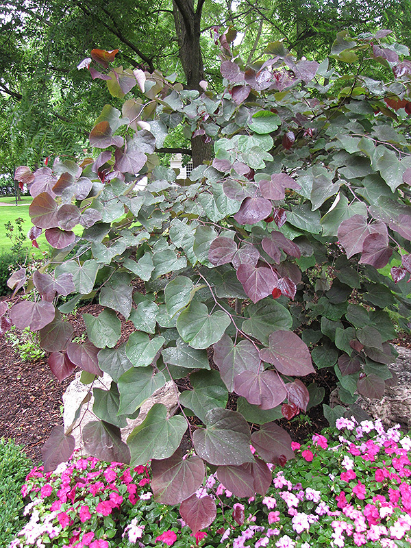 Forest Pansy Redbud (Cercis canadensis 'Forest Pansy') at Oakland Nurseries Inc
