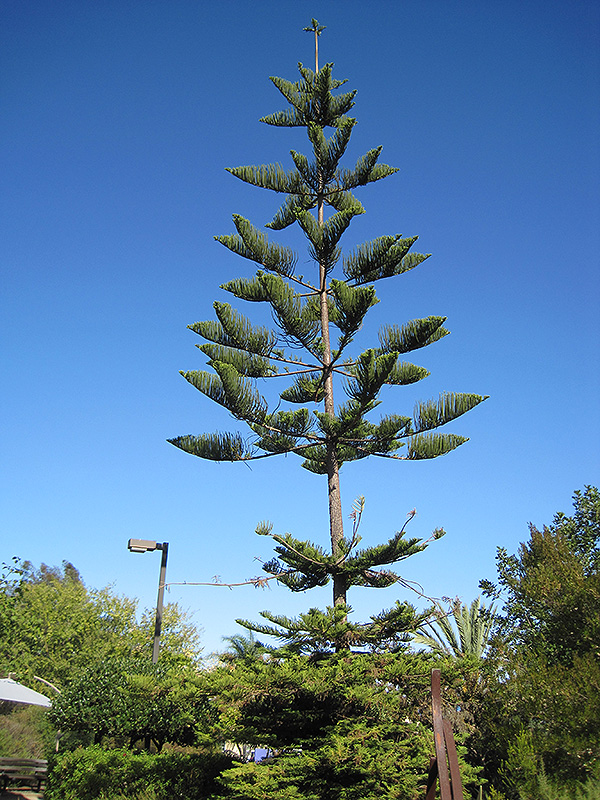 Norfolk Island Pine (Araucaria heterophylla) at Oakland Nurseries Inc