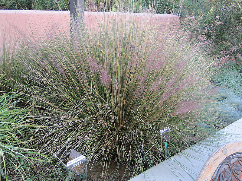 Pink Muhly Grass (Muhlenbergia capillaris 'Pink Muhly') at Oakland Nurseries Inc