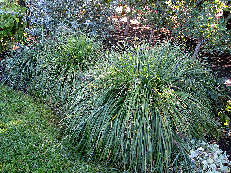 Moudry Fountain Grass (Pennisetum alopecuroides 'Moudry') at Oakland Nurseries Inc