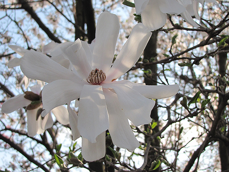 Waterlily Magnolia (Magnolia stellata 'Waterlily') at Oakland Nurseries Inc