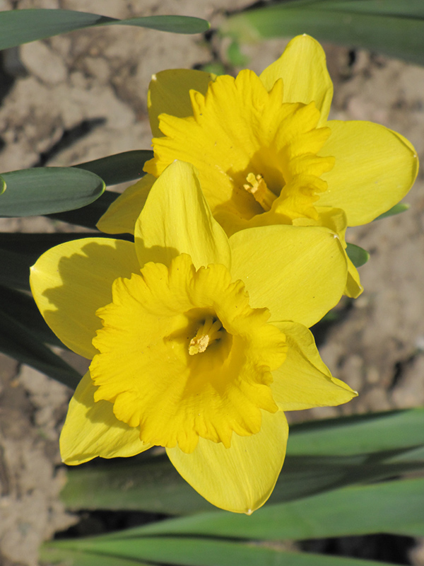 Dutch Master Daffodil (Narcissus 'Dutch Master') at Oakland Nurseries Inc