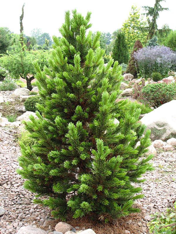Formal Form Bristlecone Pine (Pinus aristata 'Formal Form') at Oakland Nurseries Inc