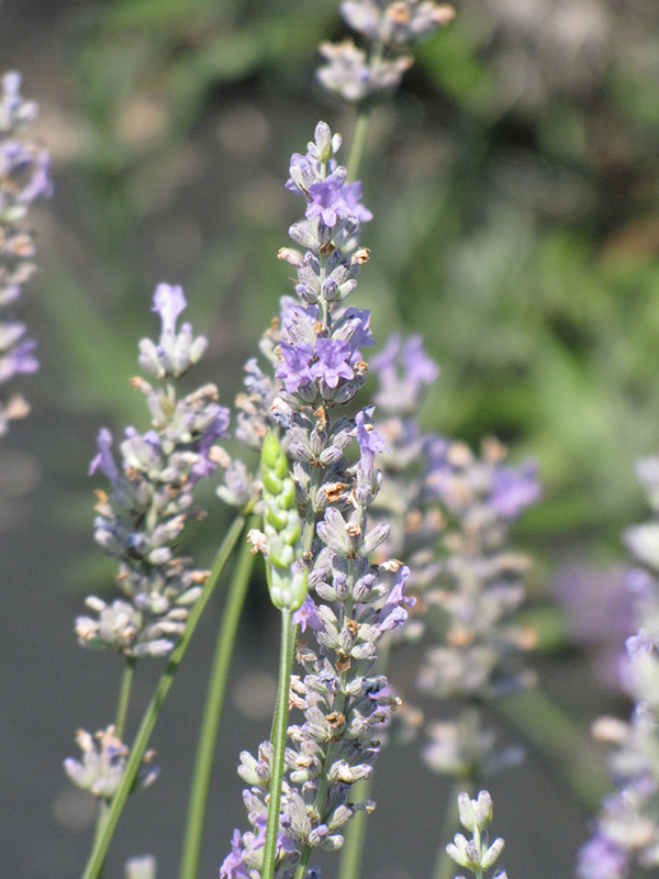 Provence Lavender (Lavandula x intermedia 'Provence') at Oakland Nurseries Inc