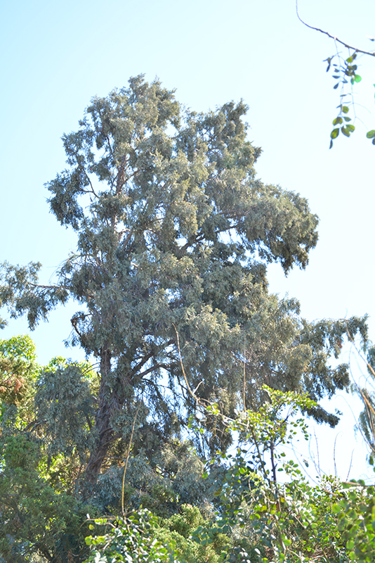 Hollywood Juniper (Juniperus chinensis 'Torulosa') at Oakland Nurseries Inc