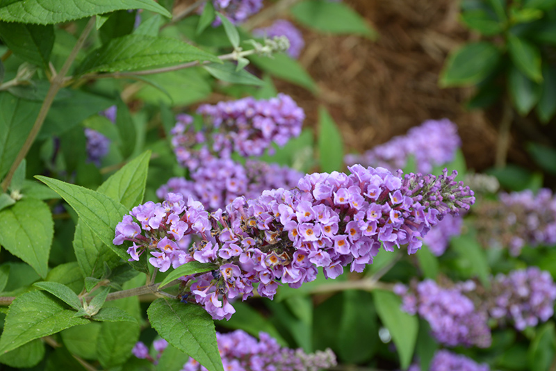Lo & Behold Blue Chip Butterfly Bush (Buddleia 'Blue Chip') at Oakland Nurseries Inc