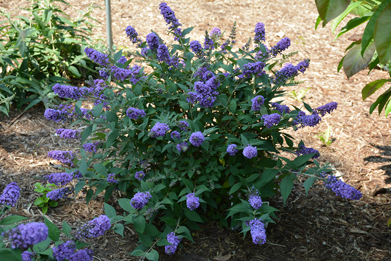 Lo & Behold Blue Chip Butterfly Bush (Buddleia 'Blue Chip') at Oakland Nurseries Inc