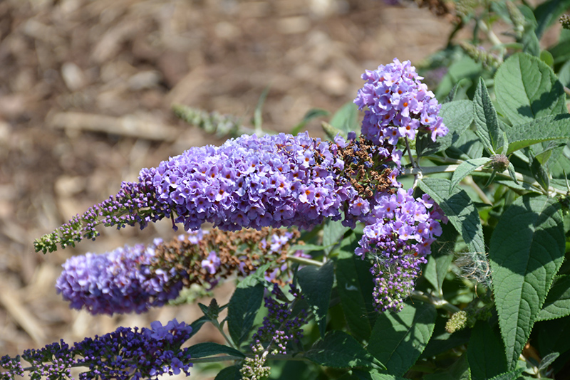 Lo & Behold Lilac Chip Butterfly Bush (Buddleia 'Lilac Chip') at Oakland Nurseries Inc