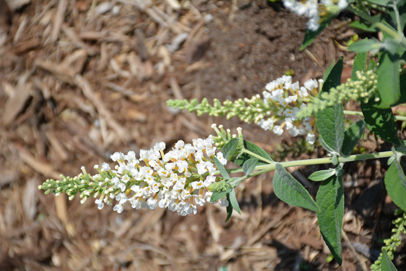 Lo & Behold Ice Chip Butterfly Bush (Buddleia 'Ice Chip') at Oakland Nurseries Inc