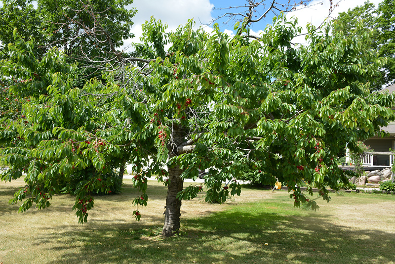 Bing Cherry (Prunus avium 'Bing') at Oakland Nurseries Inc