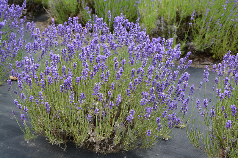 Hidcote Lavender (Lavandula angustifolia 'Hidcote') at Oakland Nurseries Inc