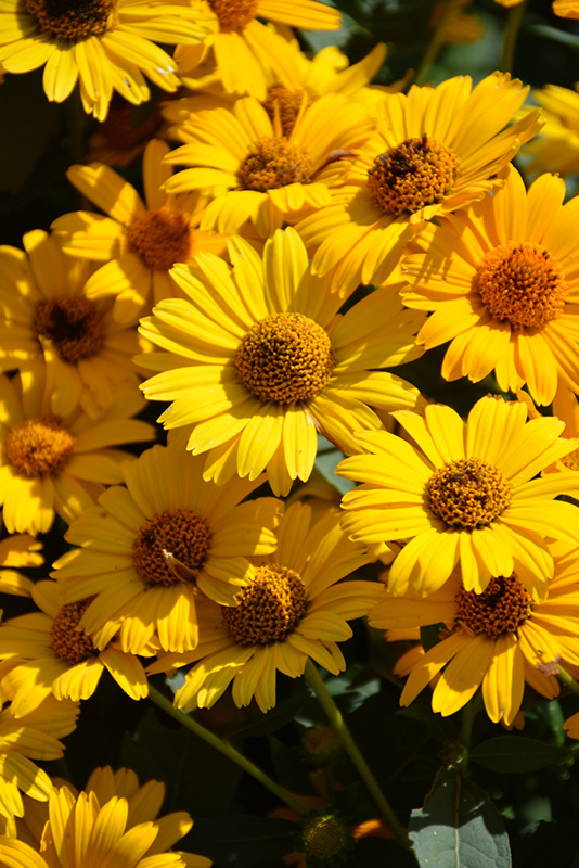 Tuscan Sun False Sunflower (Heliopsis helianthoides 'Tuscan Sun') at Oakland Nurseries Inc
