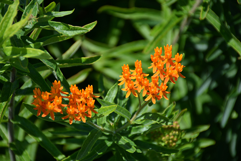 Butterfly Weed (Asclepias tuberosa spp. interior) at Oakland Nurseries Inc