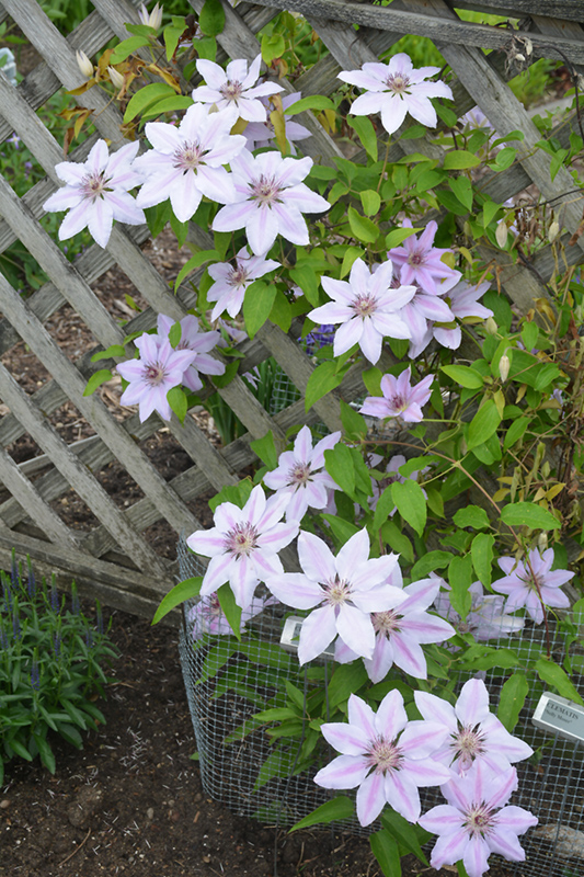Nelly Moser Clematis (Clematis 'Nelly Moser') at Oakland Nurseries Inc