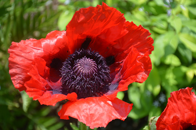 Beauty of Livermere Poppy (Papaver orientale 'Beauty of Livermere') at Oakland Nurseries Inc
