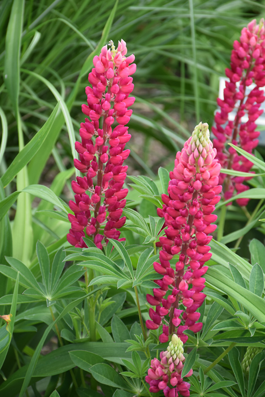 Popsicle Red Lupine (Lupinus 'Popsicle Red') at Oakland Nurseries Inc