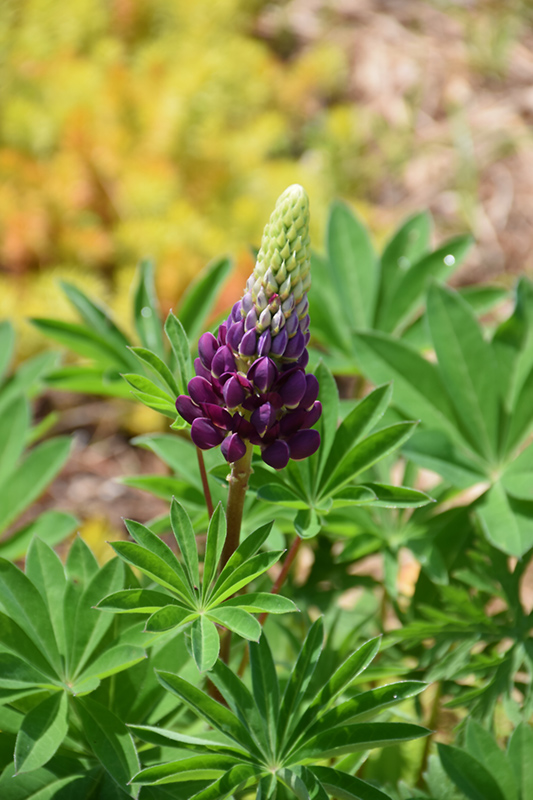 Popsicle Blue Lupine (Lupinus 'Popsicle Blue') at Oakland Nurseries Inc
