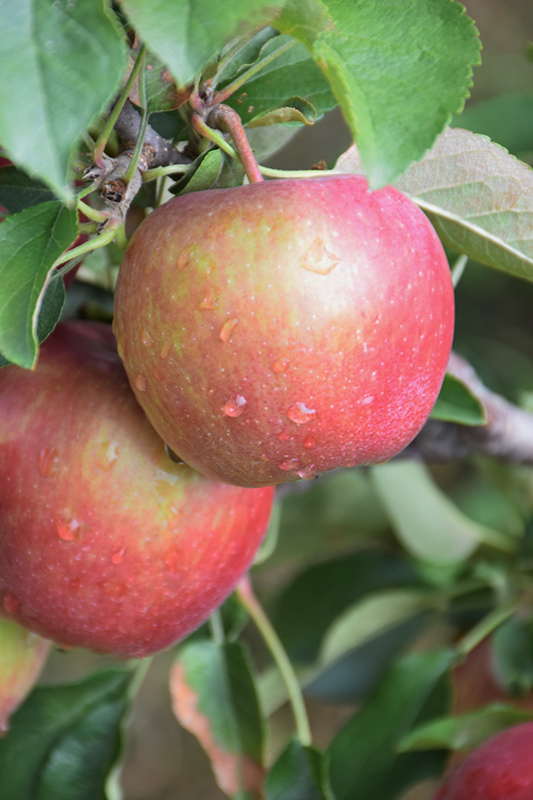 Red Delicious Apple (Malus 'Red Delicious') at Oakland Nurseries Inc