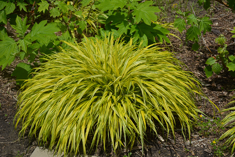 Golden Variegated Hakone Grass (Hakonechloa macra 'Aureola') at Oakland Nurseries Inc