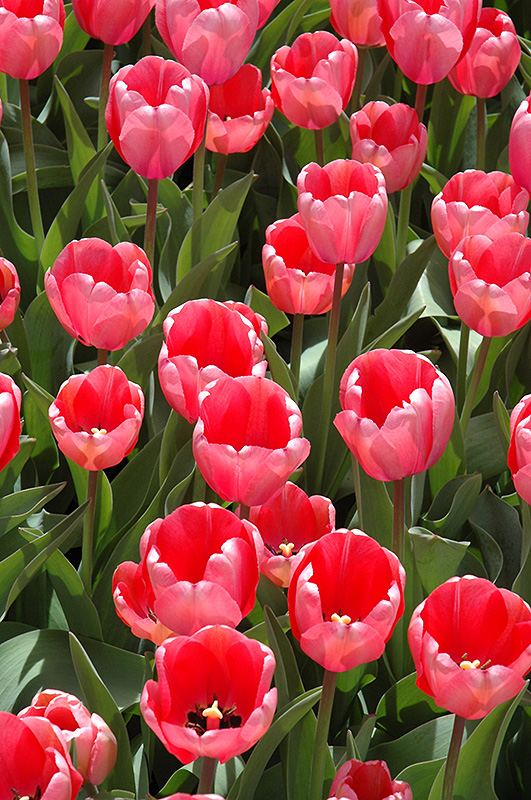 Pink Impression Tulip (Tulipa 'Pink Impression') at Oakland Nurseries Inc