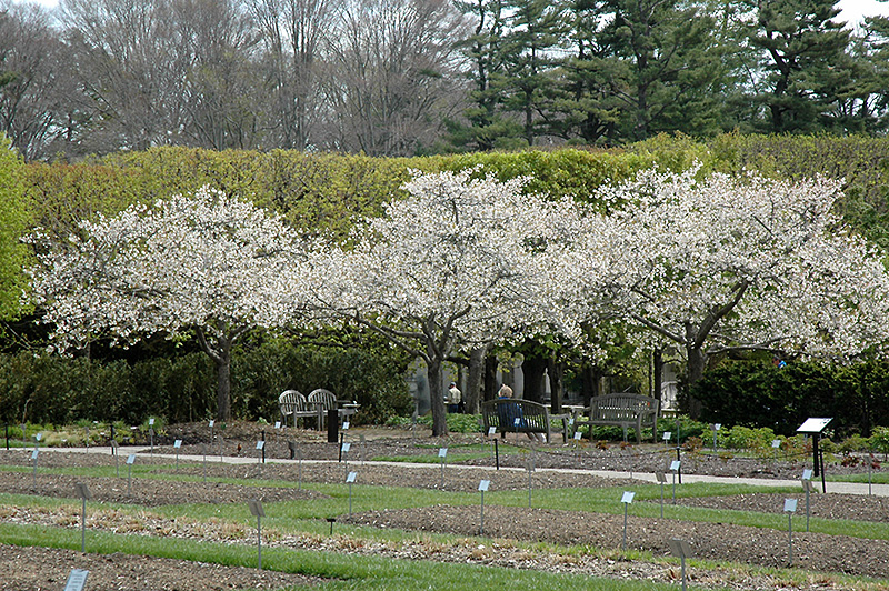 Mt. Fuji Flowering Cherry (Prunus serrulata 'Shirotae') at Oakland Nurseries Inc
